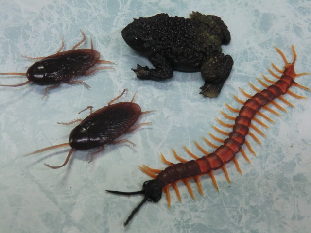 ゲテモノセット【ゴキブリ２匹、カエル１匹、ムカデ１匹】