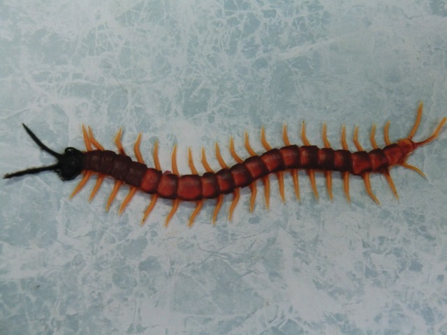 ゲテモノセット【ゴキブリ２匹、カエル１匹、ムカデ１匹】