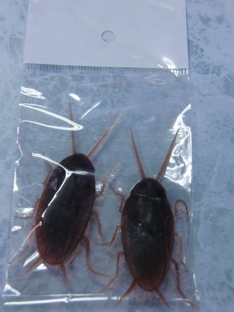 イタズラグッズ・ゴムのゴキブリ