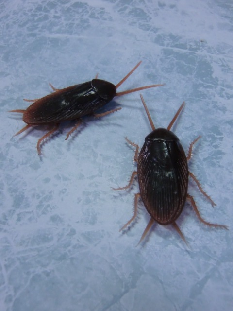 イタズラグッズ・ゴムのゴキブリ