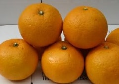 瀬戸田の甘夏 約3kg(約9〜10個) 化学農薬 化学肥料 除草剤 殺虫剤 防腐剤 ワックス等一切不使用 品種:サンフルーツ【発送時期:3月上旬頃〜3月末まで】