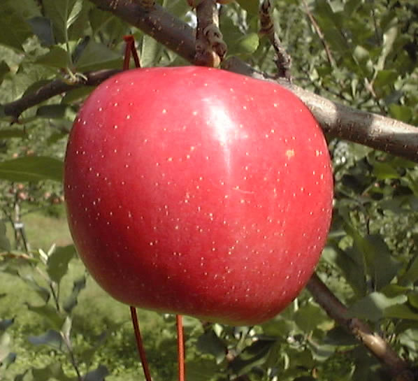 丸かじりできるりんご津軽岩木山のりんご <br>弘前ふじ（家庭用） 約
