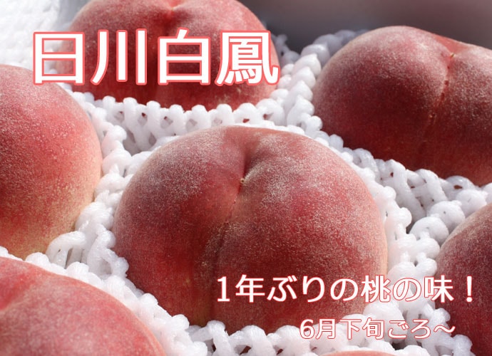 朝取り桃『日川白鳳』　家庭用10kg箱詰め 朝取り桃『日川白鳳』 家庭用10kg箱詰め