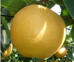 ¸ÂÄꡢ̣¡¢·Á¤¬¤ê¤ó¤´¤ÎÍü¡¦´Å¤µ °ìÈÖ´õ¾¯¿·ÉÊ¼ï ¹Å縩 Çòε¸Ð¤ÎÍü¡¦¿·À± Ìó5£ë£ç¡ÚȯÁ÷9·î²¼½Üº¢¡Á10·îÃæ½Üº¢¡Û