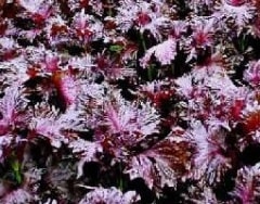 西吉野 農薬不使用、梅干用・天然塩 もみ赤紫蘇(あかしそ)1kg【発送期間:6月下旬頃〜8月末頃】