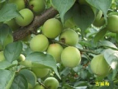 【現在休止中】西吉野の無農薬有機認証 青梅(古城) 10kg【発送6月上旬〜6月中旬頃】