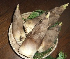 初物! お得10kg 千葉県産 糠付 大ぶり やわらかい たけのこ 当日収穫発送 新鮮竹の子！！3kg 初物！（ぬか付き）：埼玉県産の野菜｜食べチョク