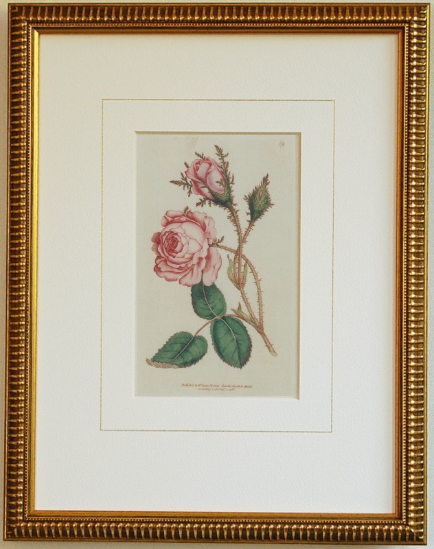 画絵　美術品　バラ売り良 バラ（モス・ローズ）/カーティス複製画No.069