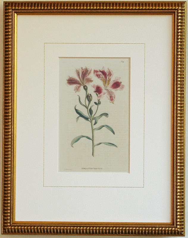 アルストロメリア / カーティス複製画No.139