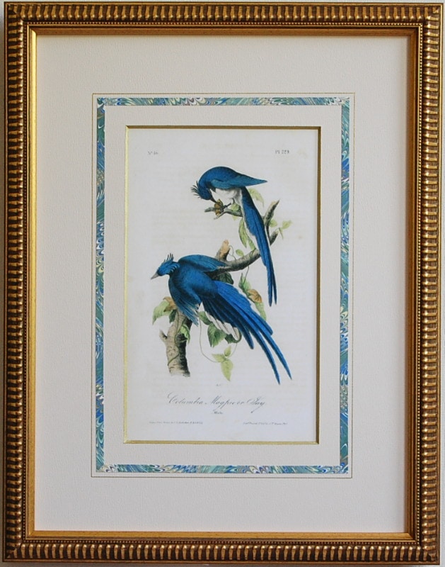 アメリカの鳥類「コロンビアの青い鳥」