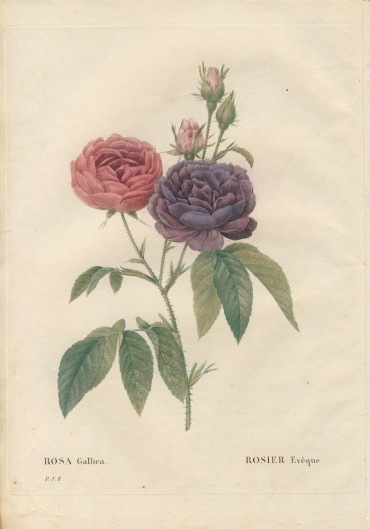 薔薇のイラスト本 Les Roses ルドゥーテ 本39／ハードカバー薔薇画集 