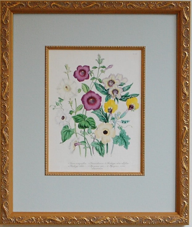 【絵画】ボタニカルアート　「ペチュニア」原画 水彩画 植物細密画 ボタニカルアート「ペチュニア フラフープ」 真作