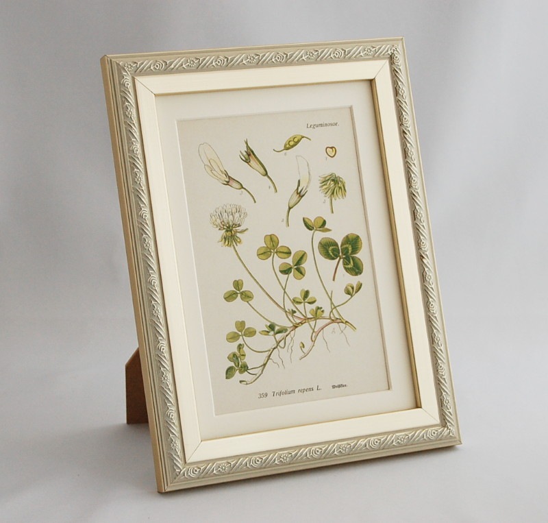 �֥ɥ��ġ��������ȥꥢ���������ο�ʪ�ץߥ˳ۢ������ĥ᥯��