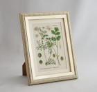 ֥ɥġȥꥢοʪץߥ˳ۢꥢ