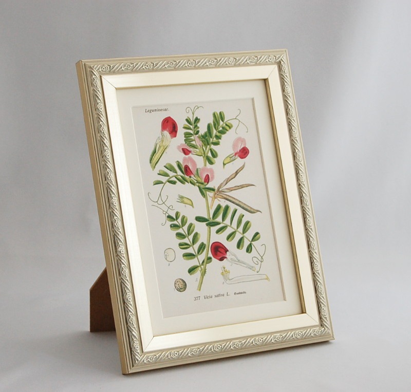 ֥ɥġȥꥢοʪץߥ˳ۢ饹Υɥ