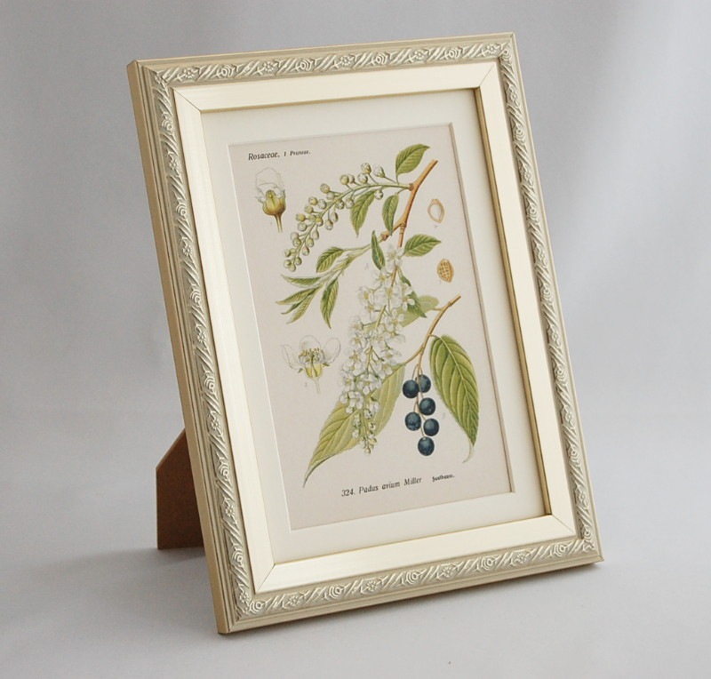 �֥ɥ��ġ��������ȥꥢ���������ο�ʪ�ץߥ˳ۢ������Υ��梁�ߥ�����