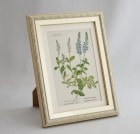 ֥ɥġȥꥢοʪץߥ˳ۢ˥