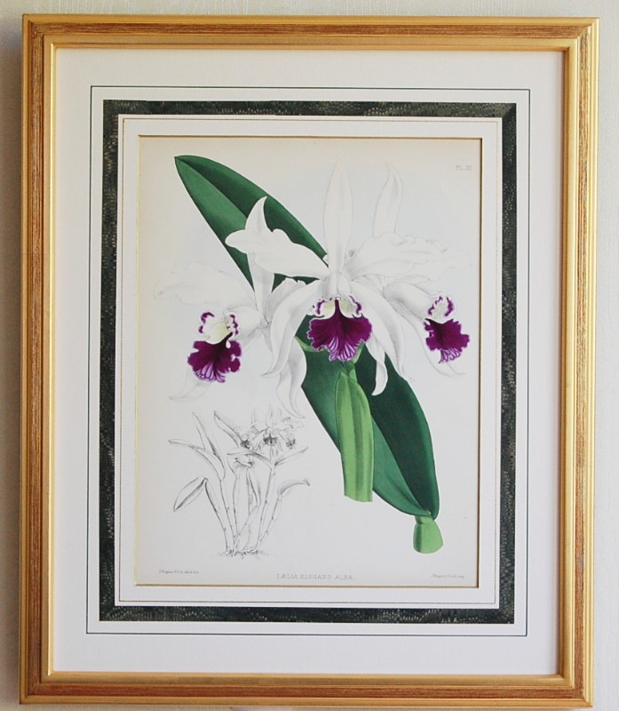 ֥åɡХ׸ No.30 ꥢ쥬󥹡С104,500ߤ6,500OFF