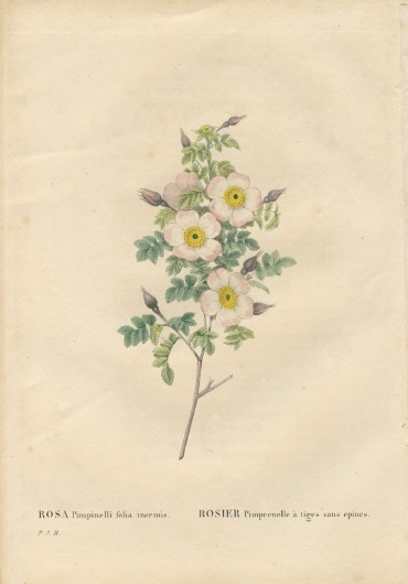 090B ��ɥ����ơ֥������ԥ�ԥͥꡦ���ͥ�ߥ��׸��ܡ������Ĥ���