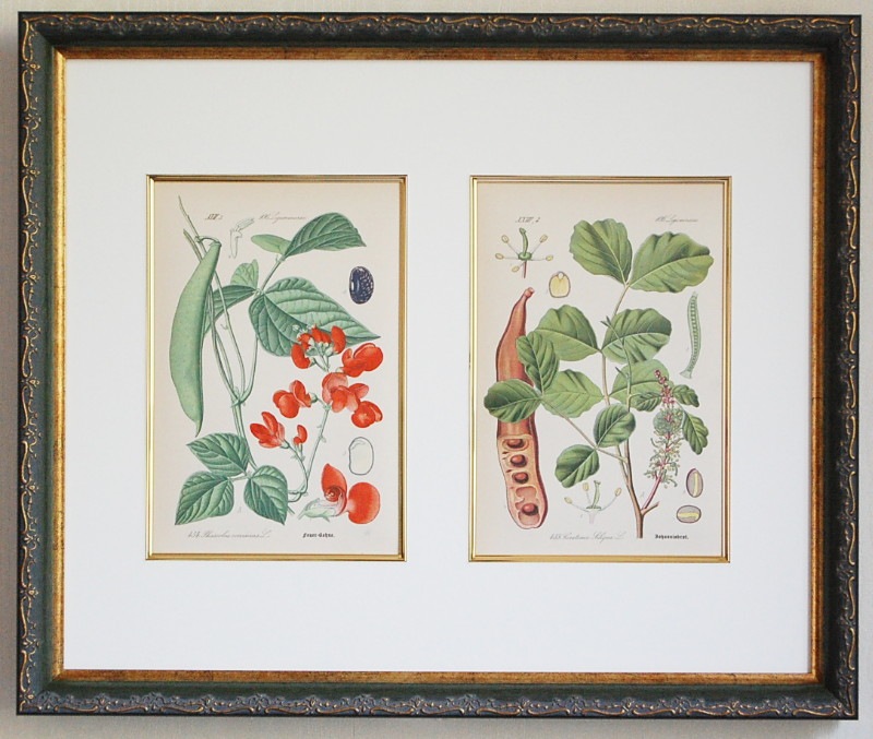 �ȡ���֥ɥ��ġ��������ȥꥢ���������ο�ʪ�׸��� No.454,455 �ޥ�