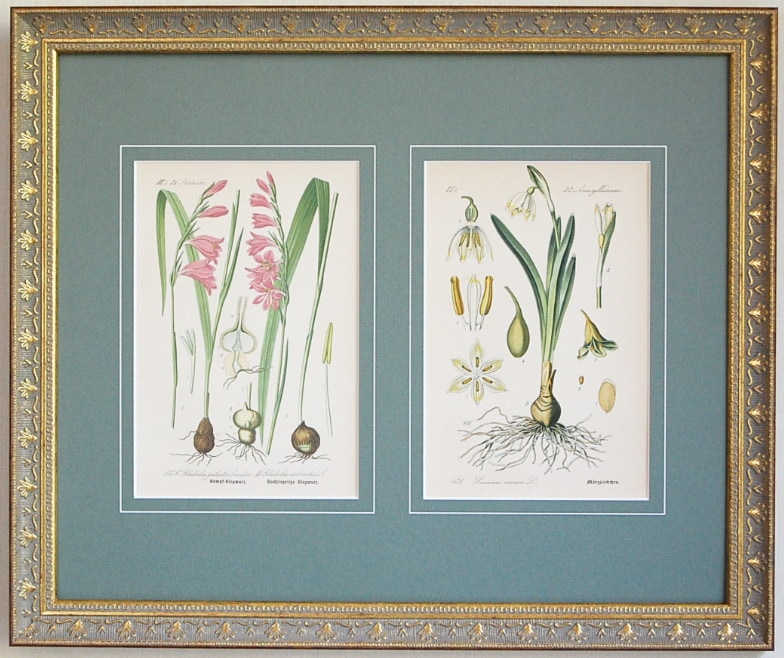 �ȡ���֥ɥ��ġ��������ȥꥢ���������ο�ʪ�׸��� No.137,138 ���饸���饹