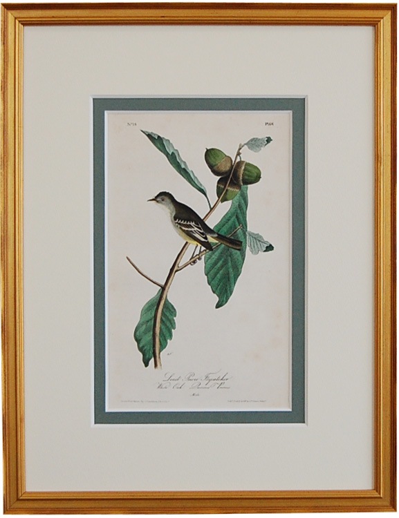 オーデュボン「アメリカの鳥類」原本No.066 ピーウィー