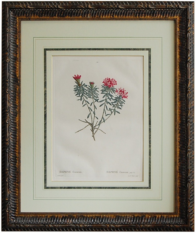 1825年フランスアンティークリトグラフ　フランスアンティーク版画　植物画　大判 ルドゥーテ「フランス樹木誌」原本 ジンチョウゲ(沈丁花)