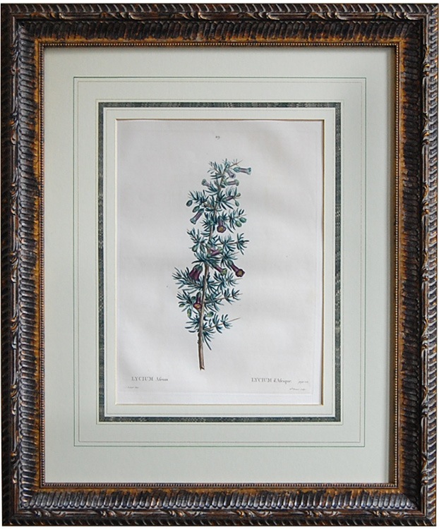 ルドゥーテ「フランス樹木誌」原本 リキウム アフラム