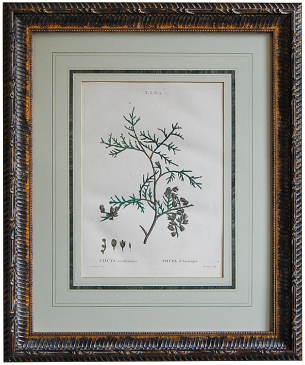 ルドゥーテ「フランス樹木誌」原本 スーヤ オキシデンタリス(ニオイヒバ)