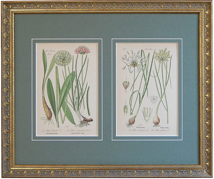 �ȡ���֥ɥ��ġ��������ȥꥢ���������ο�ʪ�׸��� No.125,126 ���ꥦ��