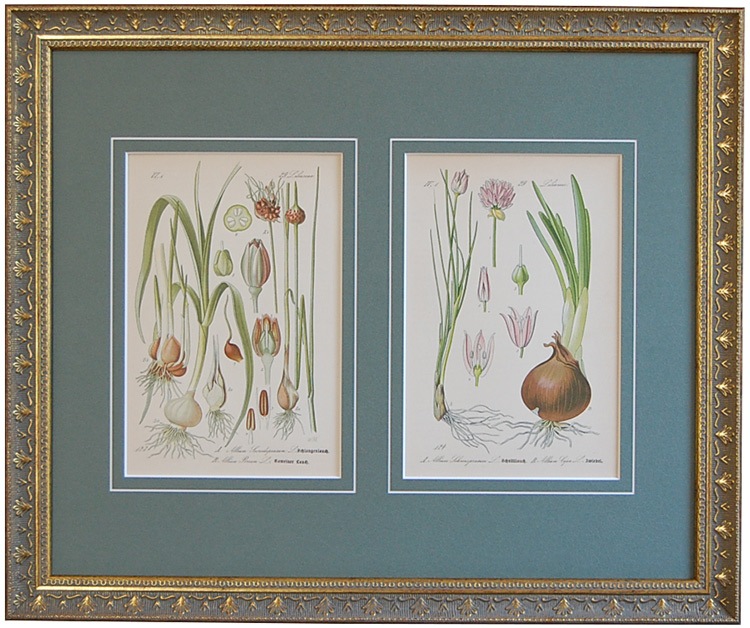 �ȡ���֥ɥ��ġ��������ȥꥢ���������ο�ʪ�׸��� No.123,124 ���㥤��