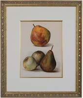 洋梨　絵画 複製画「果樹栽培の手引き」洋梨