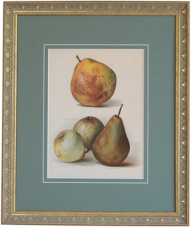 複製画「果樹栽培の手引き」洋梨