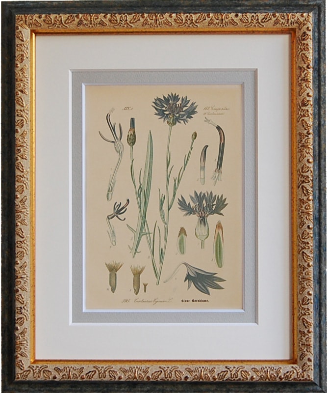 トーメ「ドイツ・オーストリア・スイスの植物」原本 No.595