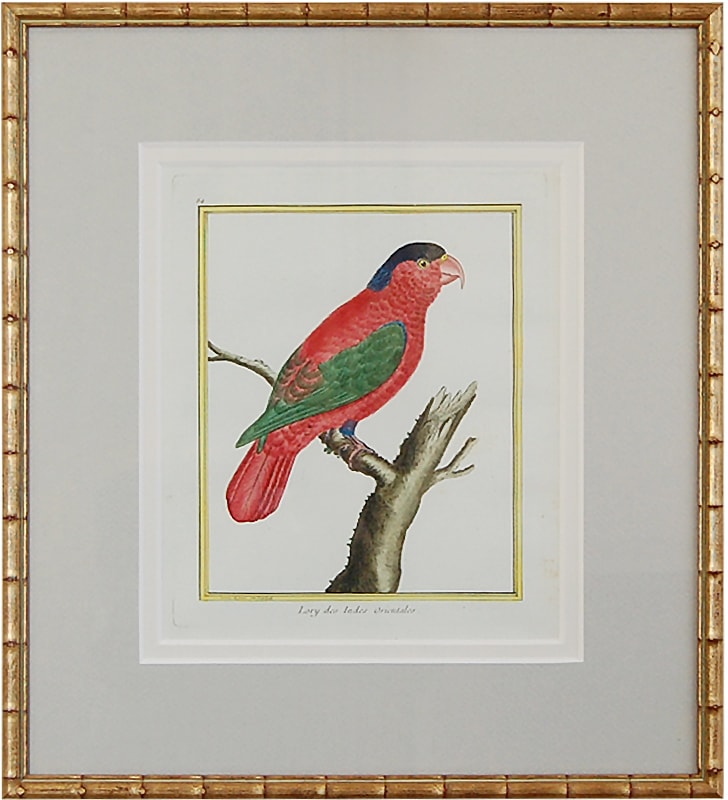 マルチネ「鳥の自然誌」1770-83年原本 No.084 東インド諸島のローリー（