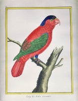 マルチネ「鳥の自然誌」1770-83年原本 No.084 東インド諸島のローリー