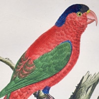 マルチネ「鳥の自然誌」1770-83年原本 No.084 東インド諸島のローリー