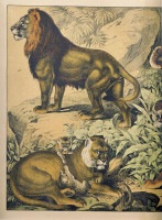シューベルト動物図鑑 1886-89年原本 タイガー,ライオン