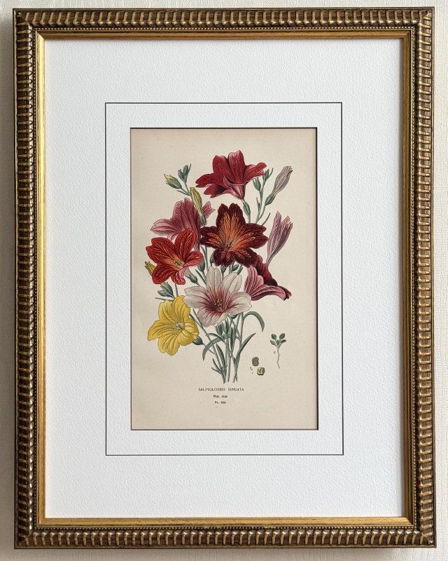 ���ƥåס֤���������β֤�����1897ǯ����No.202 ����ԥ������� ���̥�����