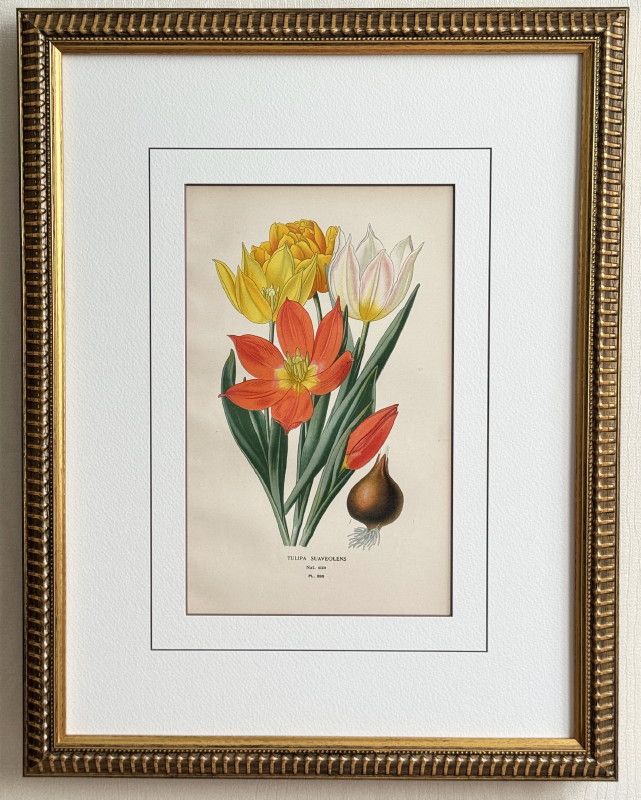 ステップ「お気に入りの花たち」1897年原本No.289 チューリップ