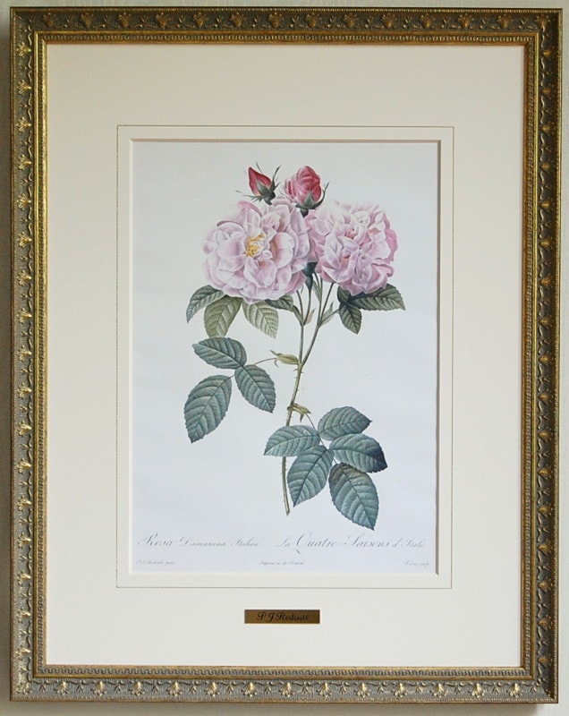 [新]ルドゥーテ「イタリアのダマスクローズ」大