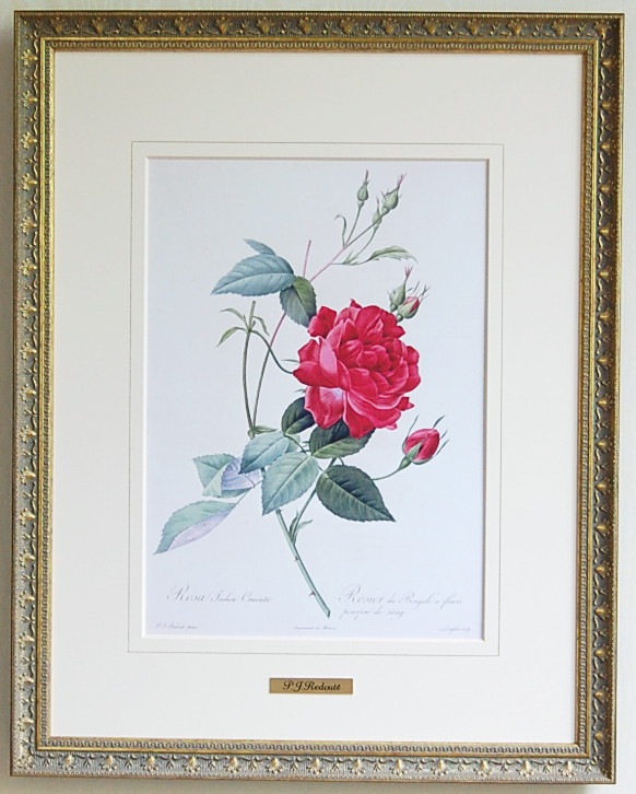 新]ルドゥーテ「貴族の赤いバラ」大