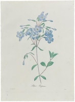 ルドゥーテ「美花選」原本 フロックス