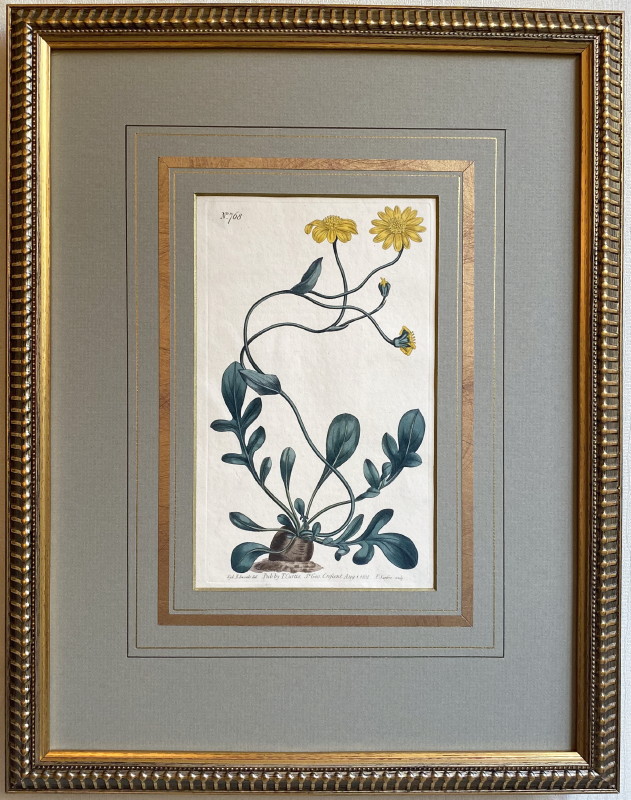 カーティス「ボタニカルマガジン」原本No.768 オトンア・ピンナータ