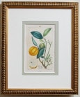 ƥѥѿʪNo.192  1817ǯܡ17,800ߤ30%OFF
