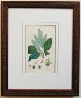 ƥѥѿʪNo.312 åե饹 1817ǯܡ17,800ߤ30%OFF