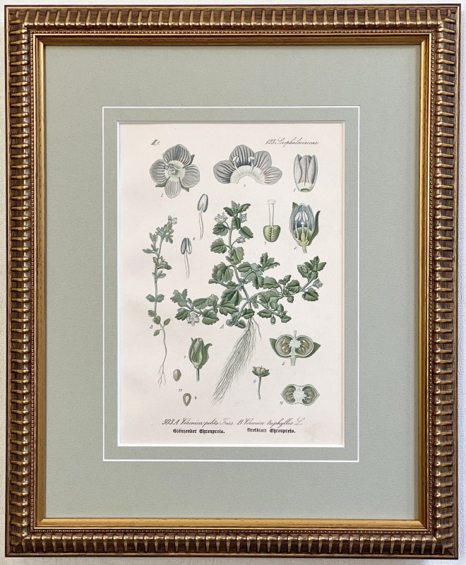 �ȡ���֥ɥ��ġ��������ȥꥢ���������ο�ʪ�׸��� No.503 �������̥Υե���