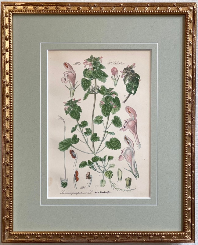 ȡ֥ɥġȥꥢοʪ׸ No.523 ҥᥪɥꥳ