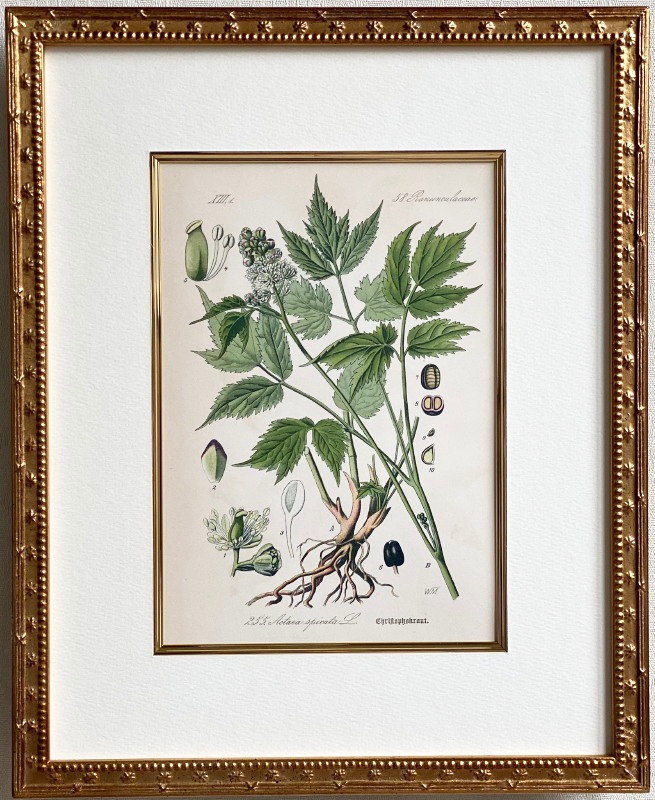 �ȡ���֥ɥ��ġ��������ȥꥢ���������ο�ʪ�׸��� No.255 �С���٥꡼