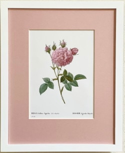 �����̸�����ʡ���ɥ����ơ� ���ȤΥ������������׾����ߥ륭���ۥ磻�ȳ���